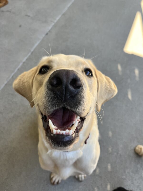 Lantern is playing in community run. He is staring into the camera and his mouth is open as if he was smiling.