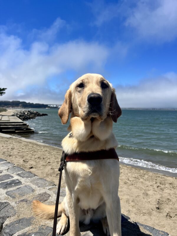 <p>Forsythe is sitting on a brick wall while wearing his harness. Behind him the San Francisco Bay is visible and there is a small beach with tan sand. The sky is light blue with a patch of fog.</p>