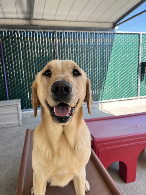 Forsythe is sitting on a brown play structure in community run. He is staring into the camera and is smiling. A red play structure is also seen in the background.