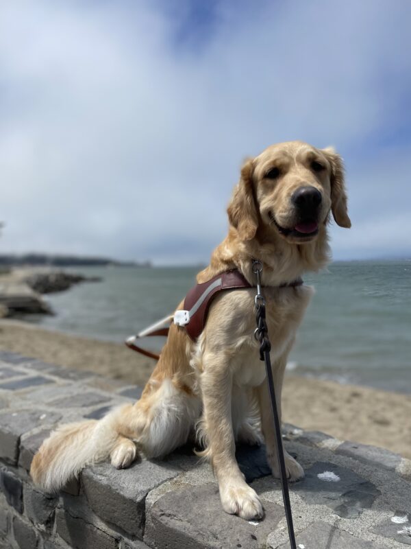 Photo is of coated cross Bayshore sitting on a low, rock wall wearing her harness with the water of the bay behind her.