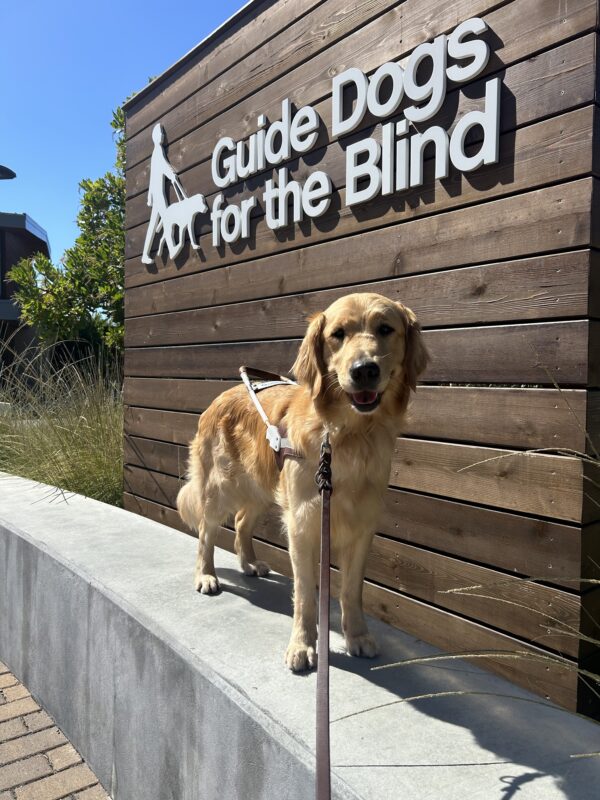 Golden retriever Babka is wearing a guide dog harness and standing on a concrete bench. Behind her is a wooden accent wall with the GDB logo on it.