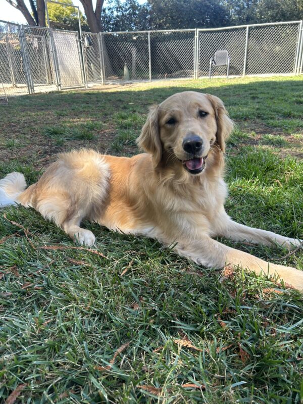 Golden retriever Babka is laying in the grass in an enclosed play yard on a sunny day. She is looking at the camera, with her mouth open in a light smile.