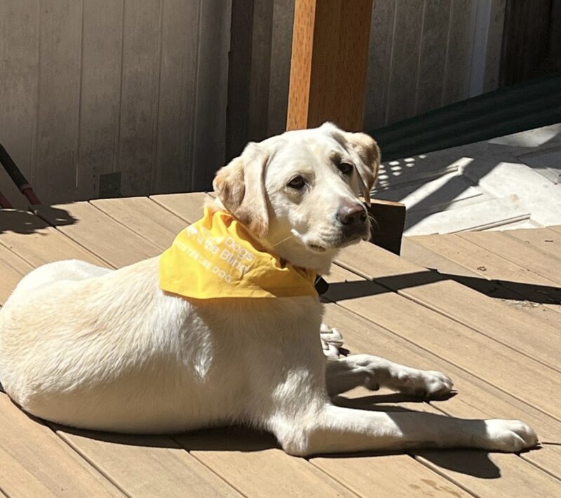 Sunlight, a yellow female Labrador, is laying in the sun on a wooden deck.  She is wearing a yellow Foster Care bandana and she is looking back over her right shoulder.