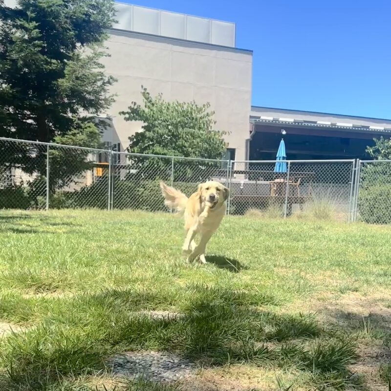 Bennett running around on grass with a bone in his mouth.
