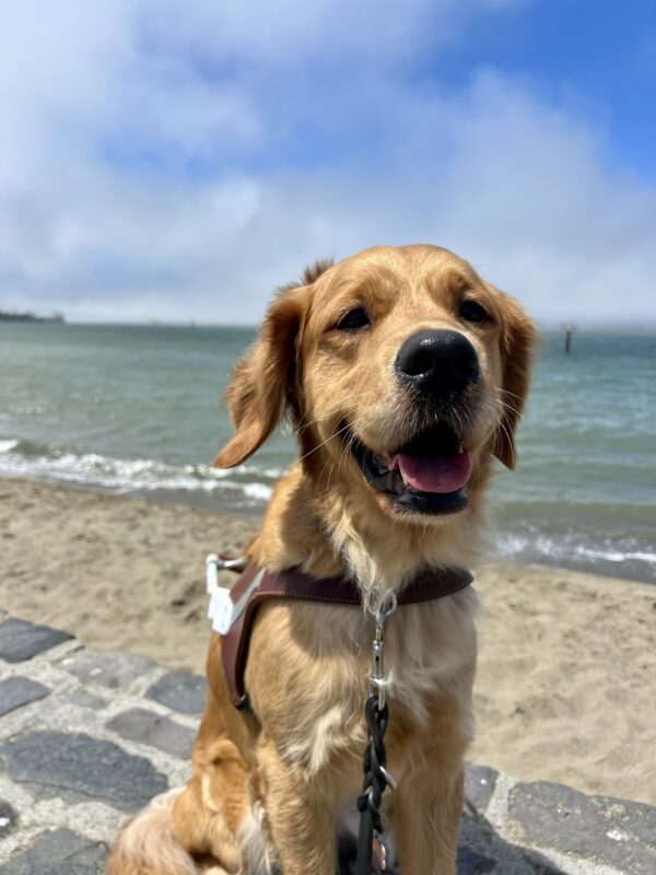 BettyRose sits in harness with her tongue out looking at the camera. Behind her is a beach on the San Francisco Bay. The bright blue sky is peaking out behind the fog.