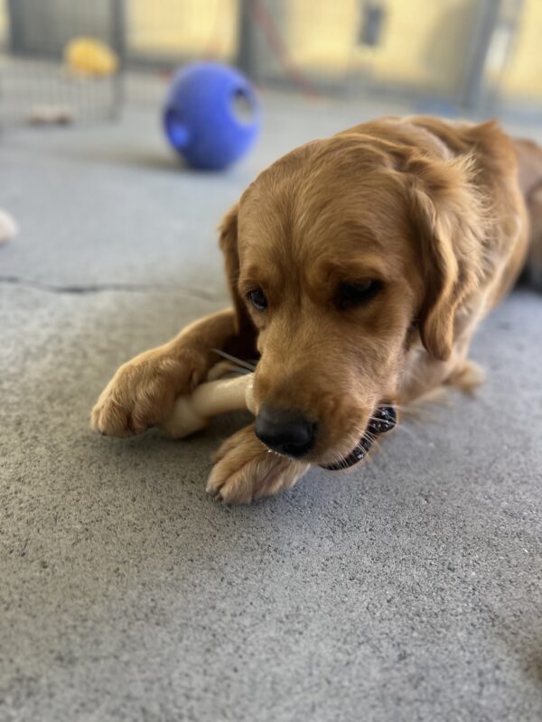 BettyRose lays down in community run while chewing on a Nylabone. Behind her is a bright blue JollyBall and more Nylabones.