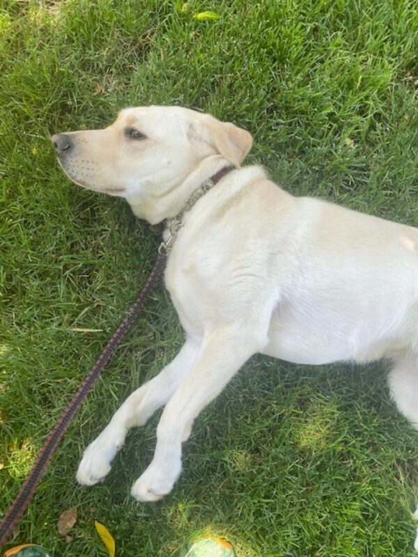 <p>Eleanor, a yellow lab female, is lying in the grass looking up at the camera.</p>