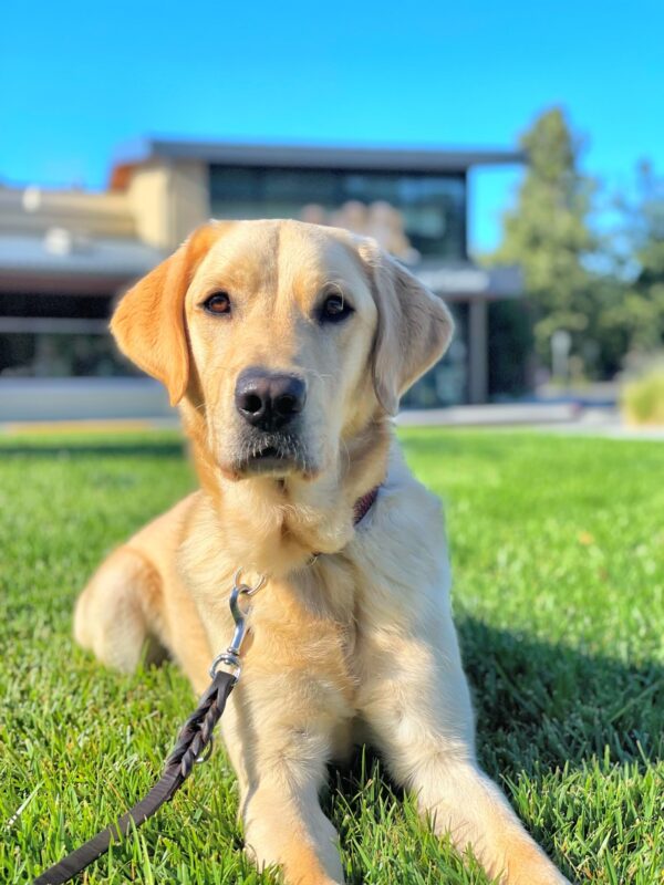 <p>Folklore, a yellow male lab/golden retriever cross, lays in the sun on a green grassy area.  Behind him, out of focus, is the GDB Puppy Center.</p>