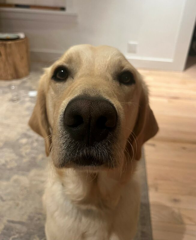 <p>Folklore, a yellow male lab/golden retriever cross, looks directly into the camera, the image is focused on his nose which is disproportionately large with the camera angle.  He is sitting on a neutral-colored rug on a hardwood floor.</p>