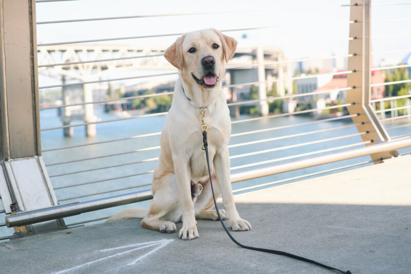 Yellow Lab, Jeeves, sits on a bridge over the Willamette River with some buildings along the shore. He is looking at the camera cutely, with his head ever so slightly tilted.