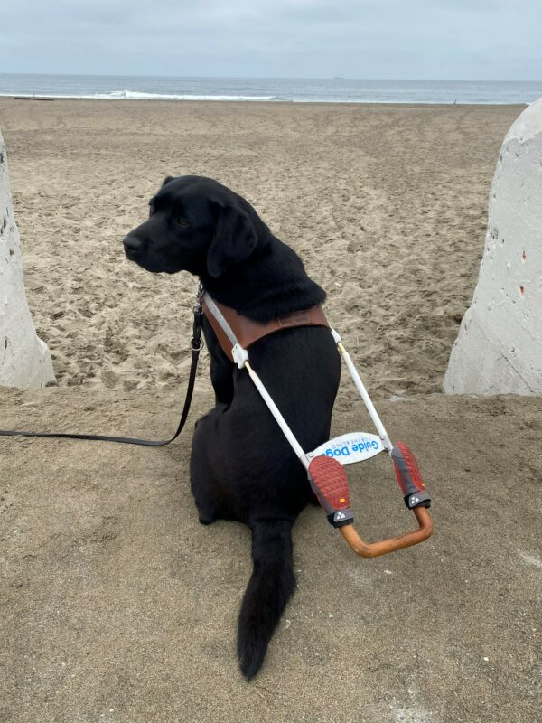 Rosa, a black lab female sits in harness facing a crashing wave and a sandy beach in SF. She looks back towards the camera.
