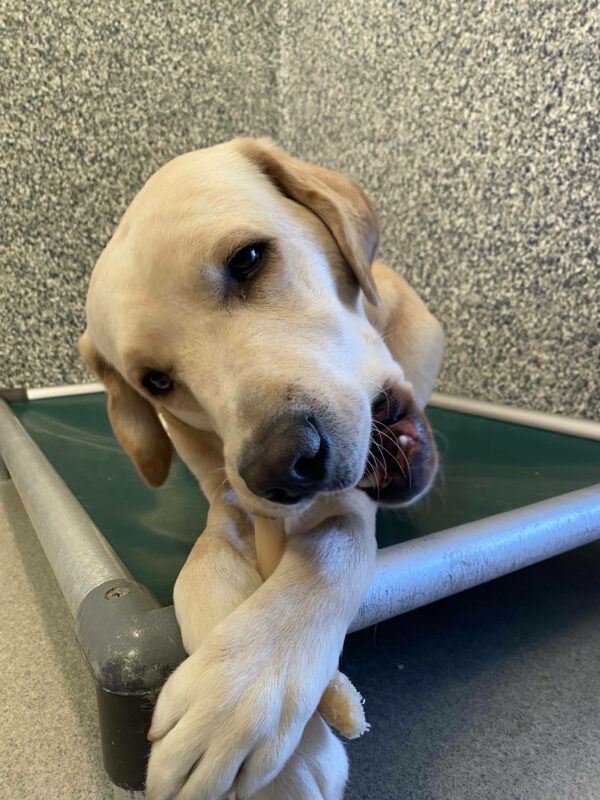 Female yellow lab Debut lays on a platform bed chewing on a bone held between her front two paws, which are crossed over one another.