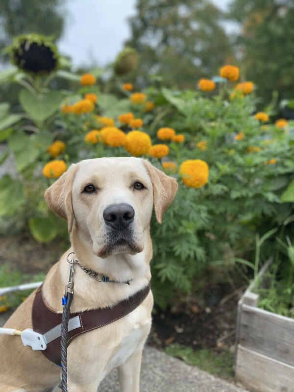 Female yellow lab Debut sits in her GDB harness in front of bushes with bright yellow flowers, looking at the camera.