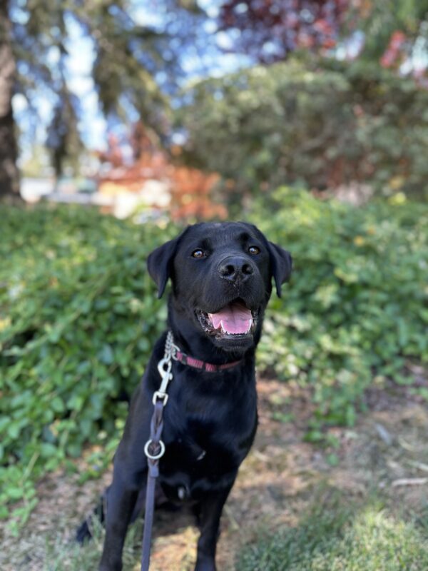 Black Labrador Retriever, Dudley, is looking very regal as he sits amongst a field of green ivy, underneath trees.  Dudley is looking into the distance with his mouth open and floppy ears at rest, framing his face.