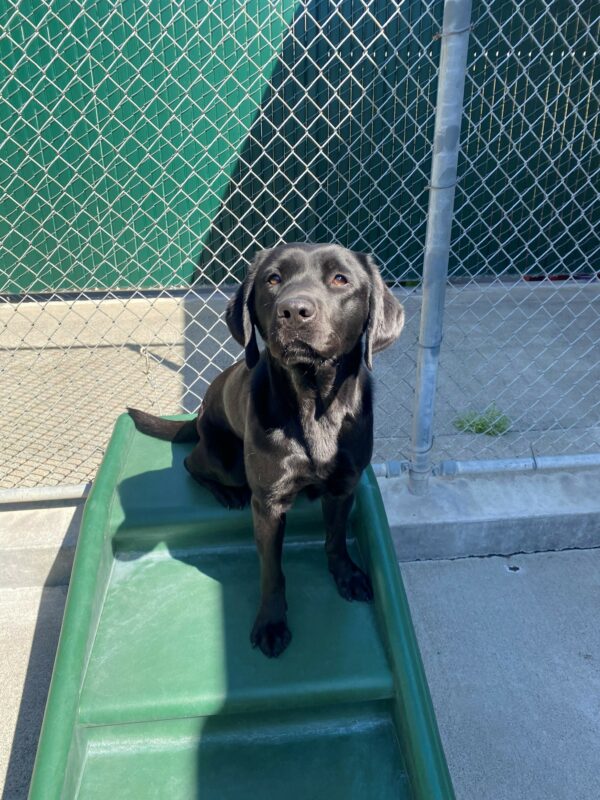 Rosa, a black lab female sits on top of a play structure. She is facing the camera. The sunbeam is splashed across her face.