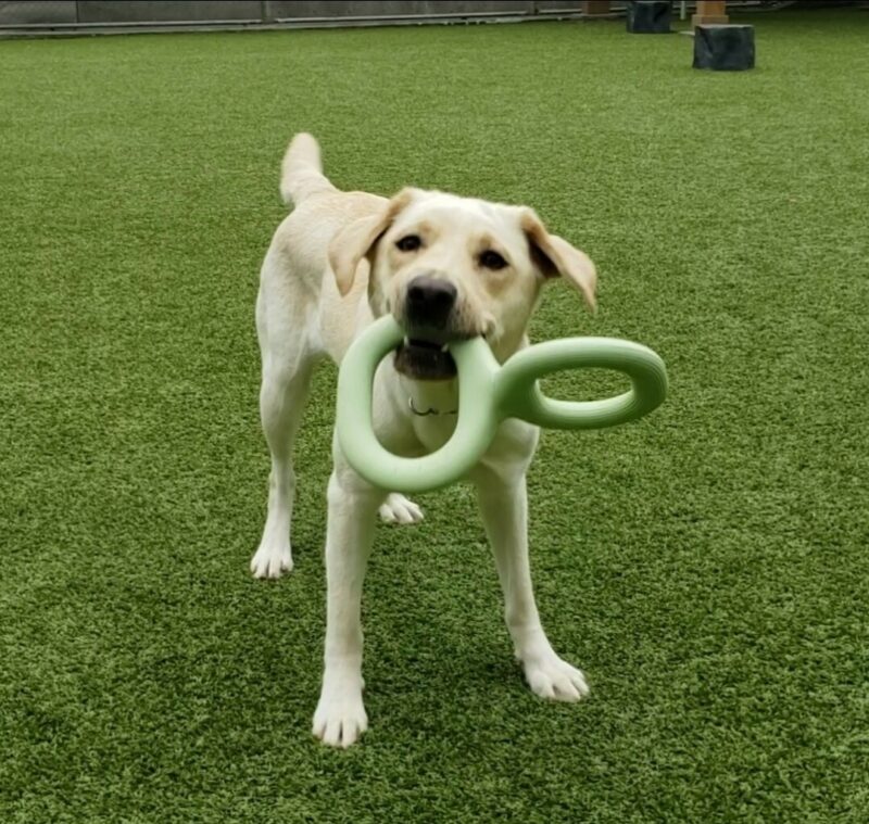 Debbie is in the free run area of the Oregon Campus. She has a green, rubber tug toy in her mouth and is looking directly at the camera. Her ears are catching up to her head after she shook it with the toy in her mouth.