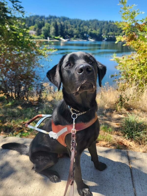 Felipe sits, in harness, on a walking path along the Willamette River. The river and various shrubbery are in view behind him.