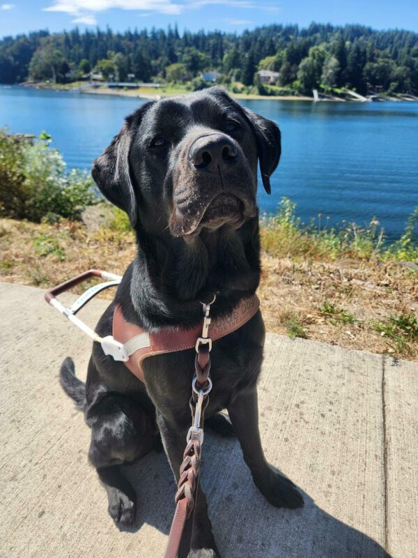 Wyatt sits, in harness, on a walking path along the Willamette River. The river and various shrubbery are in view behind him.