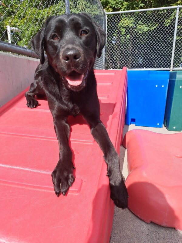 Black Lab (Sparrow) lays down on red play structure. Smile on her face staring at the camera.