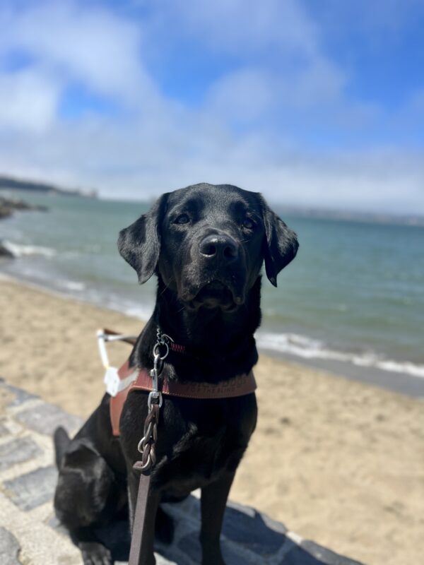 <p>Delmar is sitting on a brick wall while wearing her harness. Behind her the San Francisco Bay is visible and there is a small beach with tan sand. The sky is light blue with a patch of fog.</p>
