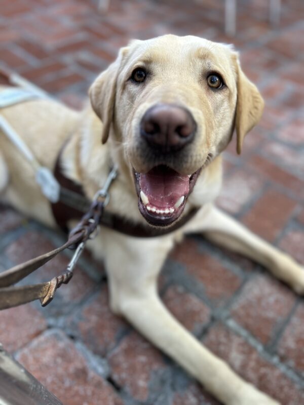 Danvers is in harness looking directly up at the camera with a big smile on his face as he lays on a brick pathway.