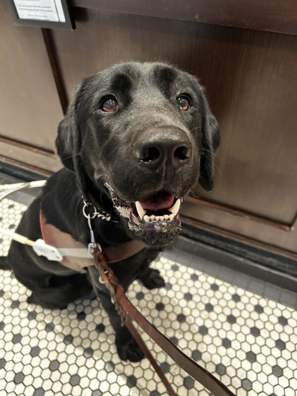 Elway sits in harness at a restaurant, he is smiling directly up at the camera.