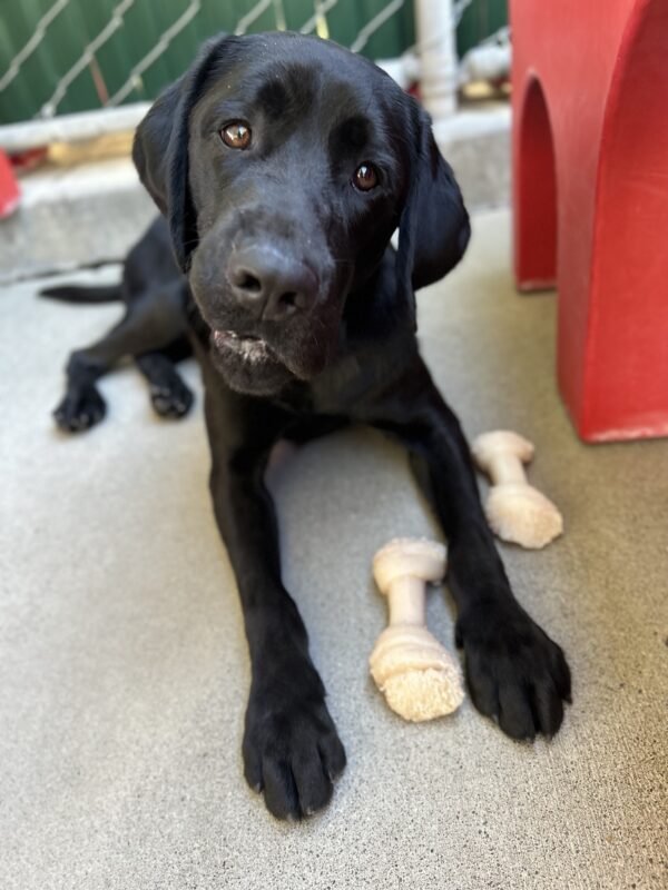 Elway is laying down in CR with a red structure next to him and two Nyla bones at his feet, he is tilting his head while looking at his handler behind the camera