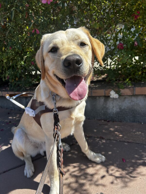 Fandango sits in harness with green bushes behind him, while he smiles up towards the camera