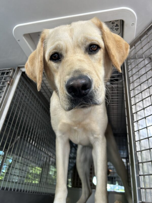 Fandango is standing in a training van crate while he looks down towards his handler, his ears fall forward.