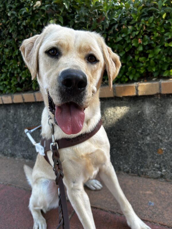 Melinda is sitting in front of some green bushes while in harness, she is smiling right at the camera