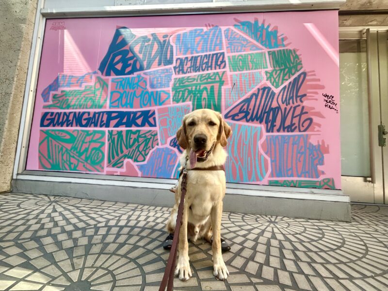 Yellow lab Reginald sits in harness in front of a spray painted mural of a map of San Francisco. The mural has a pink background and all the neighborhood names written stylistically to match the shape of the neighborhood on the map. He is looking at the camera with his mouth open and his tongue hanging out to one side.