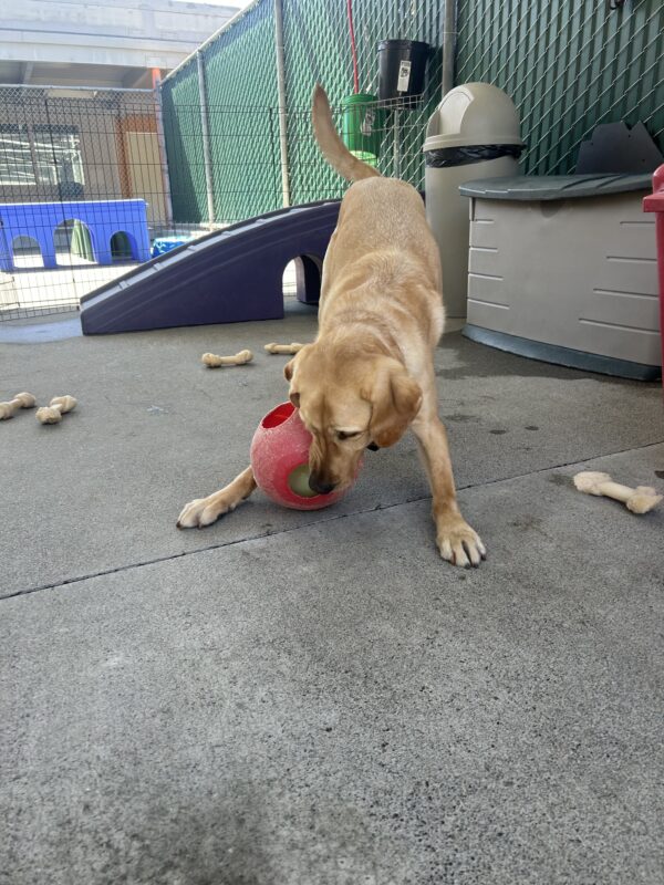 Yellow lab Reginald play bows in community run with a red Jolly Ball in his mouth. He is surrounded by Nylabones