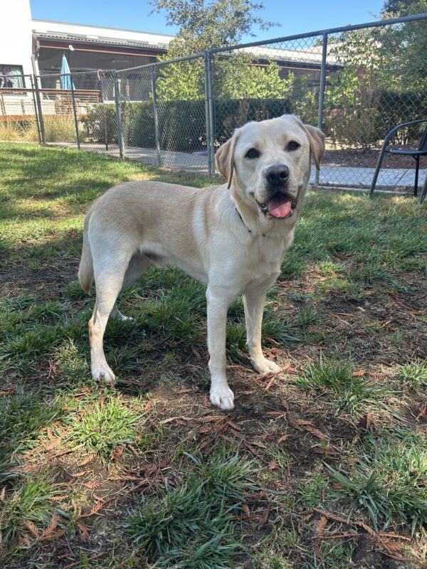 Yellow lab Wrigley is standing in an enclosed, grass yard. He is looking at the camera with his head tilted slightly to the side and his mouth open in a light smile.