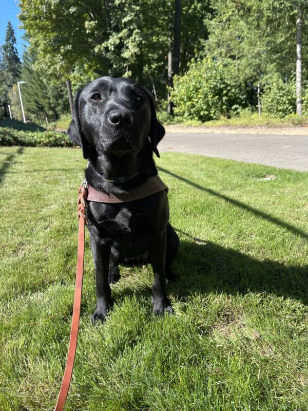 Belaire sits on grass on a sunny day. There is a sidewalk and green foliage in the distance behind her.