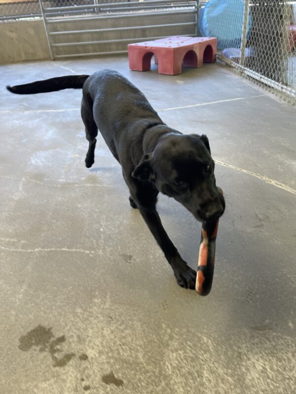 Action shot of Belaire holding a rubber figure eight Goughnut toy. She is mid stride in a cement play yard.