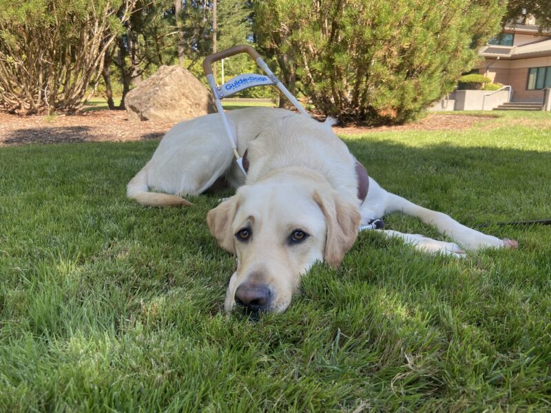 Hawking is laying down, with his head in the grass while relaxing in the shade. He is wearing his harness and looking up at the camera. The sun is shinning on the bushes and a rock in the background.