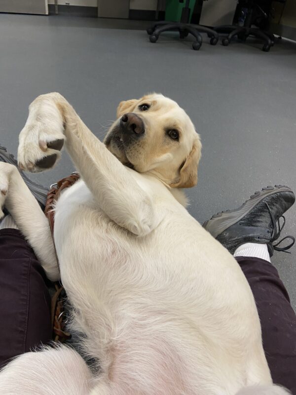 Hawking is laying on his back in between his instructors legs, while cuddling and getting belly rubs. He is facing away from his handler. The picture is from the handler's prospective and Hawking's front paws and head are in the air as he looks back toward the camera.