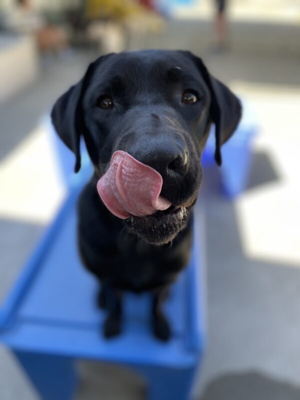 Photo is a close up of black lab male Seger’s face as he sits on a blue play structure and looks at his instructor. His tongue is sticking out and licking his own nose.
