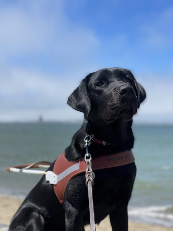 <p>Photo is of Seger’s torso sitting in harness with the water of the bay behind him. He is looking up and to the right of the camera.</p>