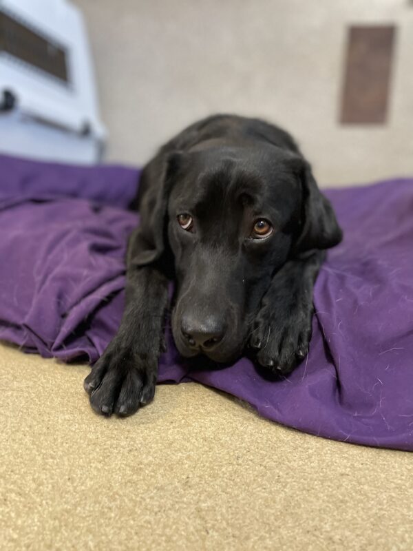Photo is a close up of black lab female Kimora’s face and front paws as she is lying on tie down on a purple bed. Her head is on the bed between her paws as she looks up and to the left of the camera.