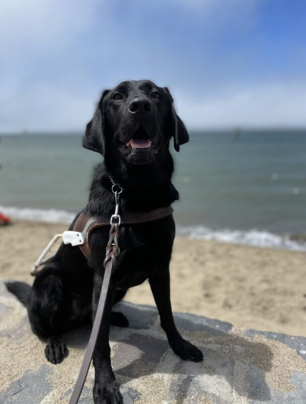 Photo is of Kimora sitting in harness on a low rock wall with a sandy beach and the water of the bay behind her. She is smiling with an open mouth toward the camera