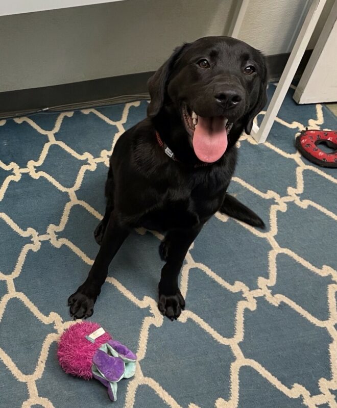 Brady is sitting in an office, smiling up at the camera with a few toys around him.