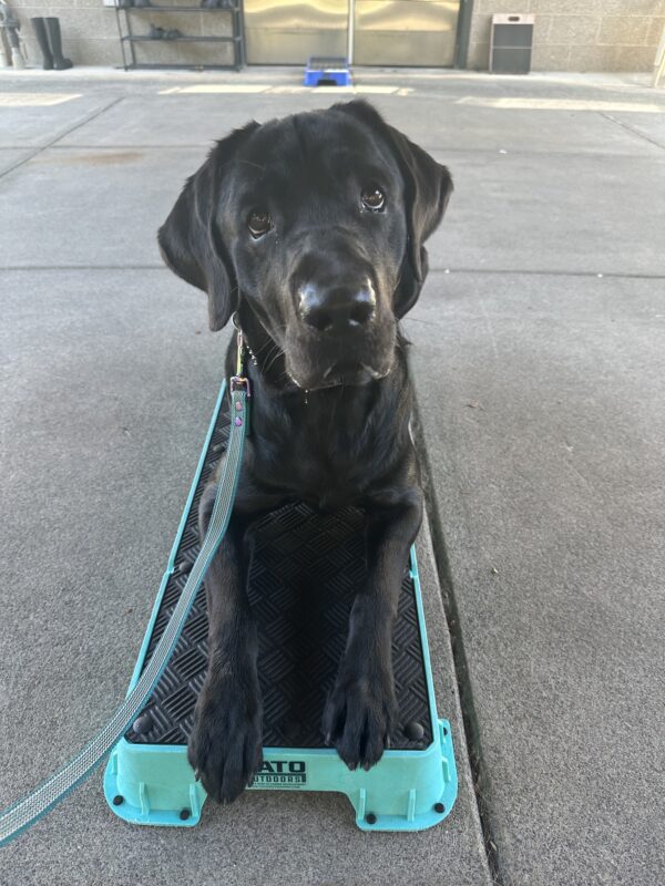 Norway, a big black lab is laying on a teal platform utilized in training. He is looking up at the camera with giant, adorable puppy dog eyes.