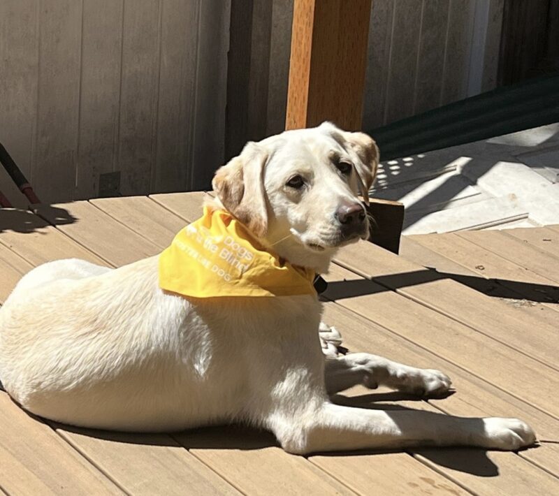 Sunlight, a yellow female Labrador, is laying in the sun on a wooden deck. She is wearing a yellow Foster Care bandana and she is looking back over her right shoulder.