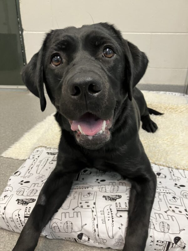 Petite Black Labrador Nava is lying on a soft bed. Her mouth is slightly open, revealing a pink tongue and she is looking up towards the camera.