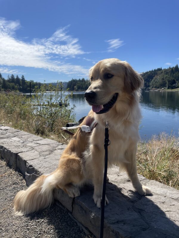 Bart sits smiling in harness on a shallow stone barrier. In the background are bright blue skies and a body of water surrounded by trees.
