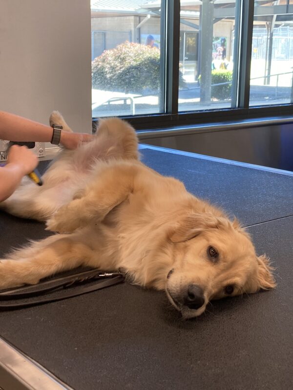 Bart lays on a grooming table, belly up, looking at the camera as his handler combs his underside.