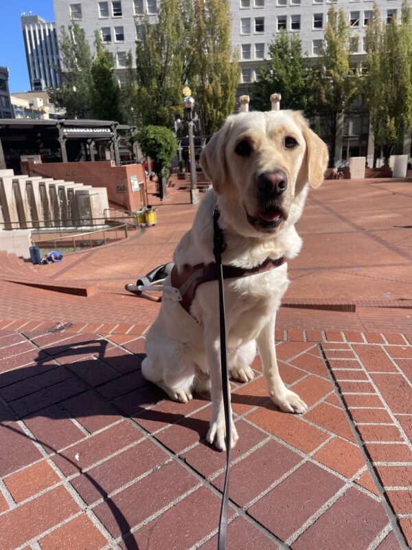 Cliff sits in harness, looking at the camera with a soft smile on. He's in a large brick plaza in downtown Portland, with trees and large buildings in the background.