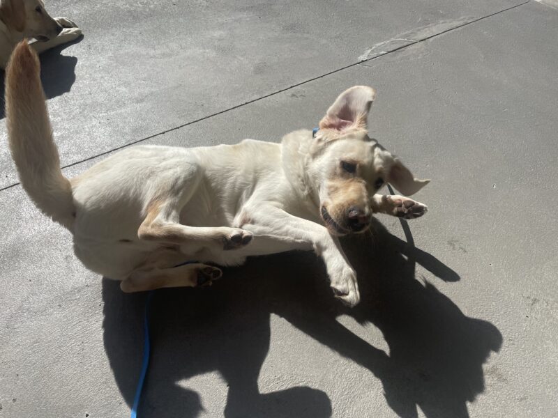 Every day in Community Run, Cliff takes a break to roll around on the ground before returning to play. In this photo he's mid-roll, so his ears are flapping, his tail is up, and he has a silly look on his face.