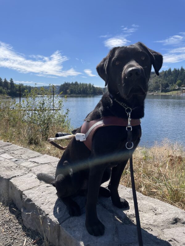 Dwayne sits in harness on a low stone barrier and is looking straight at the camera. It was a clear, bright day training on a gravel path near a body of water surrounded by trees and greenery.